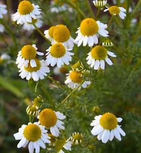 Matricaria recutita L.